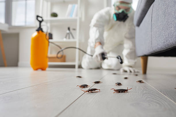 Post-Treatment Bed Bug Interceptor Monitoring in Folkston